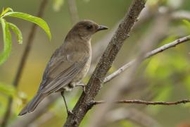 Drozd gorski - Turdus plebejus - Mountain Thrush