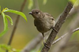 Drozd gorski - Turdus plebejus - Mountain Thrush