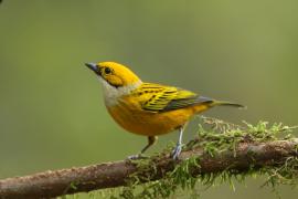 Tangarka cytrynowa - Tangara icterocephala - Silver-throated Tanager