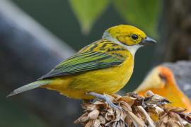 Tangarka cytrynowa - Tangara icterocephala - Silver-throated Tanager