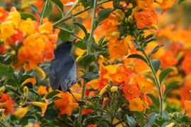 Haczykodziobek śniady - Diglossa plumbea - Slaty Flowerpiercer