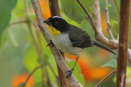 Zaroślak białołbisty - Atlapetes albinucha - White-naped Brush Finch