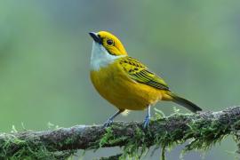 Tangarka cytrynowa - Tangara icterocephala - Silver-throated Tanager