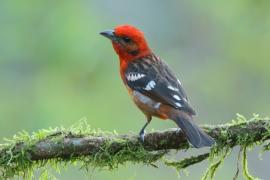 Piranga ognista - Piranga bidentata - Flame-colored Tanager