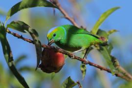 Tęczanka złotobrewa - Chlorophonia callophrys - Golden-browed Chlorophonia