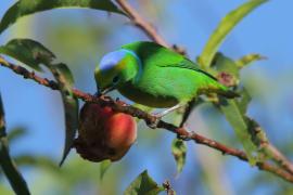 Tęczanka złotobrewa - Chlorophonia callophrys - Golden-browed Chlorophonia