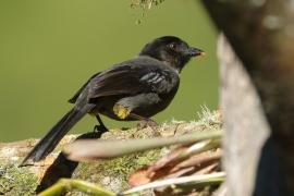 Goleńczyk ciemny - Pselliophorus tibialis - Yellow-thighed Finch