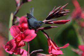 Haczykodziobek śniady - Diglossa plumbea - Slaty Flowerpiercer