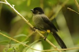 Goleńczyk ciemny - Pselliophorus tibialis - Yellow-thighed Finch