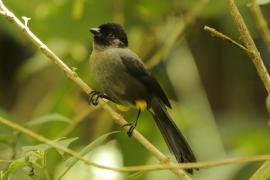 Goleńczyk ciemny - Pselliophorus tibialis - Yellow-thighed Finch