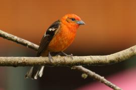 Piranga ognista - Piranga bidentata - Flame-colored Tanager