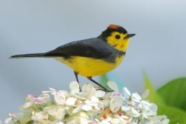 Pleszówka przepasana - Myioborus torquatus - Collared Redstart