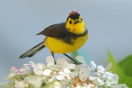 Pleszówka przepasana - Myioborus torquatus - Collared Redstart