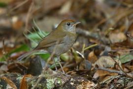 Drozdek rdzawogłowy - Catharus frantzii - Ruddy-capped Nightingale-Thrush