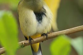 Jedwabniczka długosterna - Ptiliogonys caudatus - Long-tailed Silky-flycatche