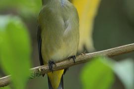 Jedwabniczka długosterna - Ptiliogonys caudatus - Long-tailed Silky-flycatche