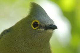 Jedwabniczka długosterna - Ptiliogonys caudatus - Long-tailed Silky-flycatche