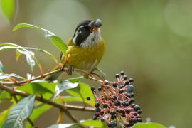 Zieleniec białobrewy - Chlorospingus pileatus - Sooty-capped Bush-Tanager