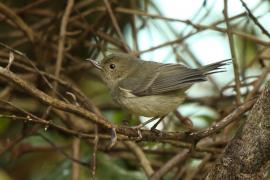 Haczykodziobek śniady - Diglossa plumbea - Slaty Flowerpiercer