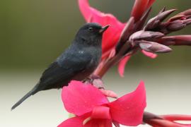 Haczykodziobek śniady - Diglossa plumbea - Slaty Flowerpiercer