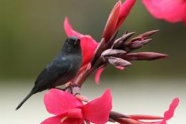 Haczykodziobek śniady - Diglossa plumbea - Slaty Flowerpiercer