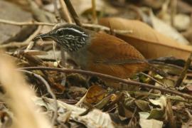 Stokowczyk szaropierśny - Henicorhina leucophrys - Gray-breasted Wood Wren