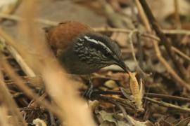Stokowczyk szaropierśny - Henicorhina leucophrys - Gray-breasted Wood Wren