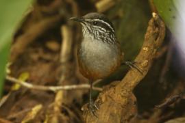 Stokowczyk szaropierśny - Henicorhina leucophrys - Gray-breasted Wood Wren