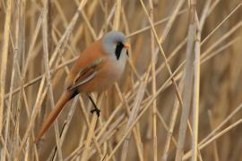 Wąsatka - Panurus biarmicus - Bearded Reedling