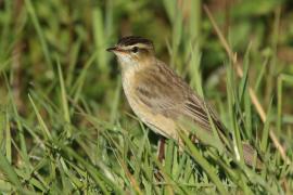 Rokitniczka - Acrocephalus schoenobaenus - Sedge Warbler