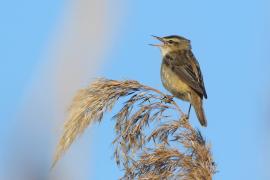 Rokitniczka - Acrocephalus schoenobaenus - Sedge Warbler