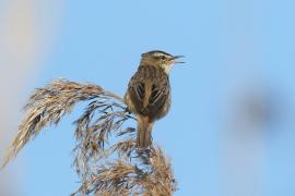 Rokitniczka - Acrocephalus schoenobaenus - Sedge Warbler