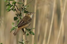 Rokitniczka - Acrocephalus schoenobaenus - Sedge Warbler