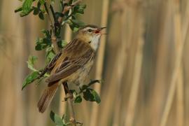 Rokitniczka - Acrocephalus schoenobaenus - Sedge Warbler