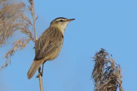 Rokitniczka - Acrocephalus schoenobaenus - Sedge Warbler