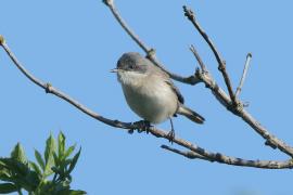 Piegża - Sylvia curruca - Lesser Whitethroat