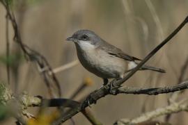 Piegża - Sylvia curruca - Lesser Whitethroat