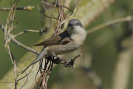 Piegża - Sylvia curruca - Lesser Whitethroat