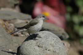 Piegża - Sylvia curruca - Lesser Whitethroat