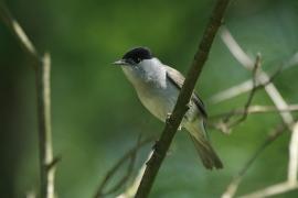 Kapturka - Sylvia atricapilla - Eurasian Blackcap