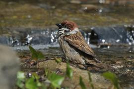 Mazurek - Passer montanus - Eurasian Tree Sparrowh