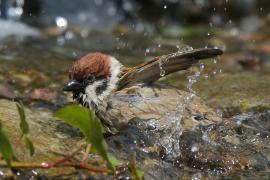 Mazurek - Passer montanus - Eurasian Tree Sparrowh