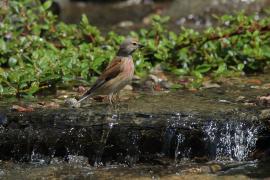 Makolągwa - Carduelis cannabina - Common Linnet