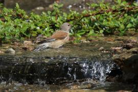 Makolągwa - Carduelis cannabina - Common Linnet