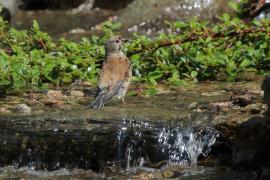 Makolągwa - Carduelis cannabina - Common Linnet