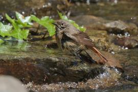 Pleszka - Phoenicurus phoenicurus - Common Redstart