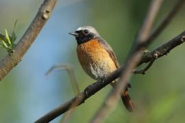 Pleszka - Phoenicurus phoenicurus - Common Redstart