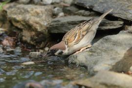Mazurek - Passer montanus - Eurasian Tree Sparrowh