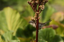 Piegża - Sylvia curruca - Lesser Whitethroat
