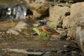 Pleszka - Phoenicurus phoenicurus - Common Redstart